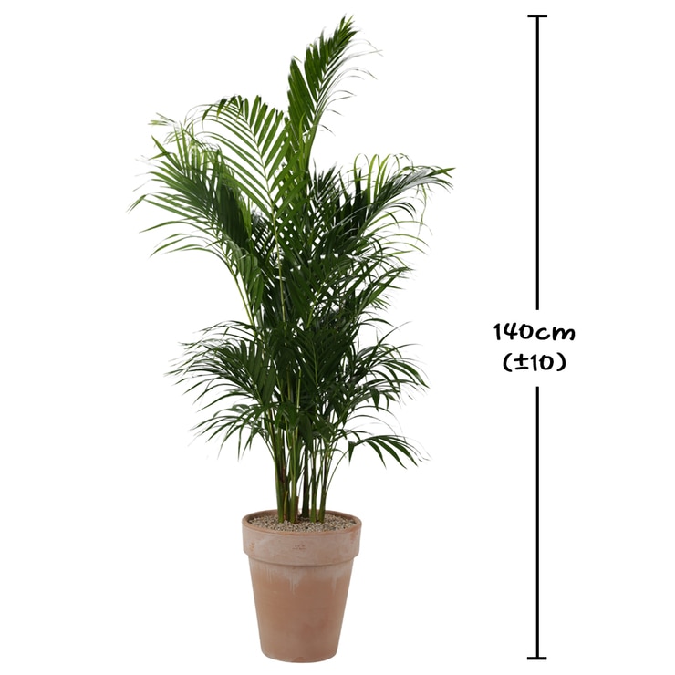[Seoul/Gyeonggi-do] Areca Palm 140cm 632287