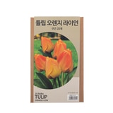 튤립 구근 / 최소구매 2