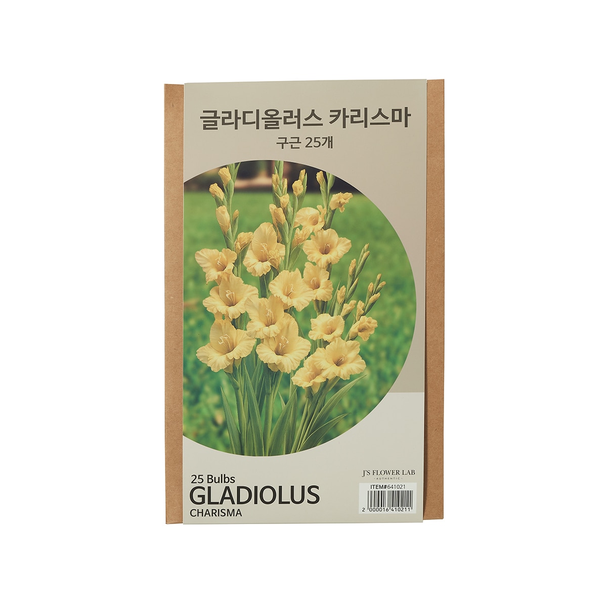 글라디올러스 구근 / 최소구매 2 - 카리스마