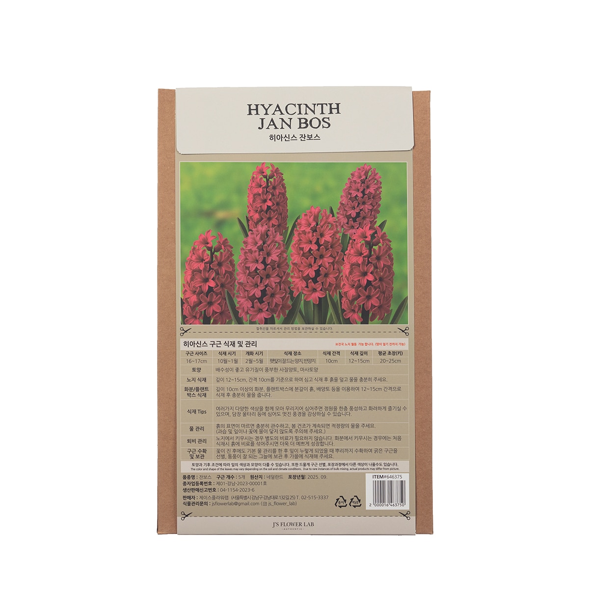 히아신스 구근 / 최소구매 2 - 잔보스 히아신스 구근 / 최소구매 2 - 잔보스