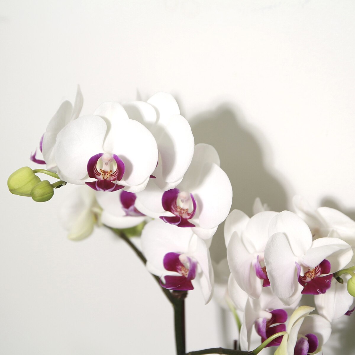 호접란 2팩 재배분 45cm - 흰색