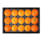 천혜향 & 레드향세트5kg