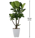 떡갈고무나무 135cm