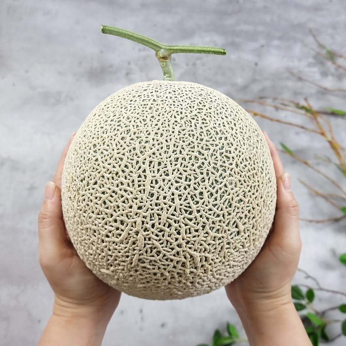멜론 선물세트 8kg