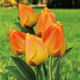 튤립 구근 / 최소구매 2 - 오렌지 라이언