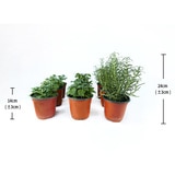 허브식물 9팩 14cm & 24cm