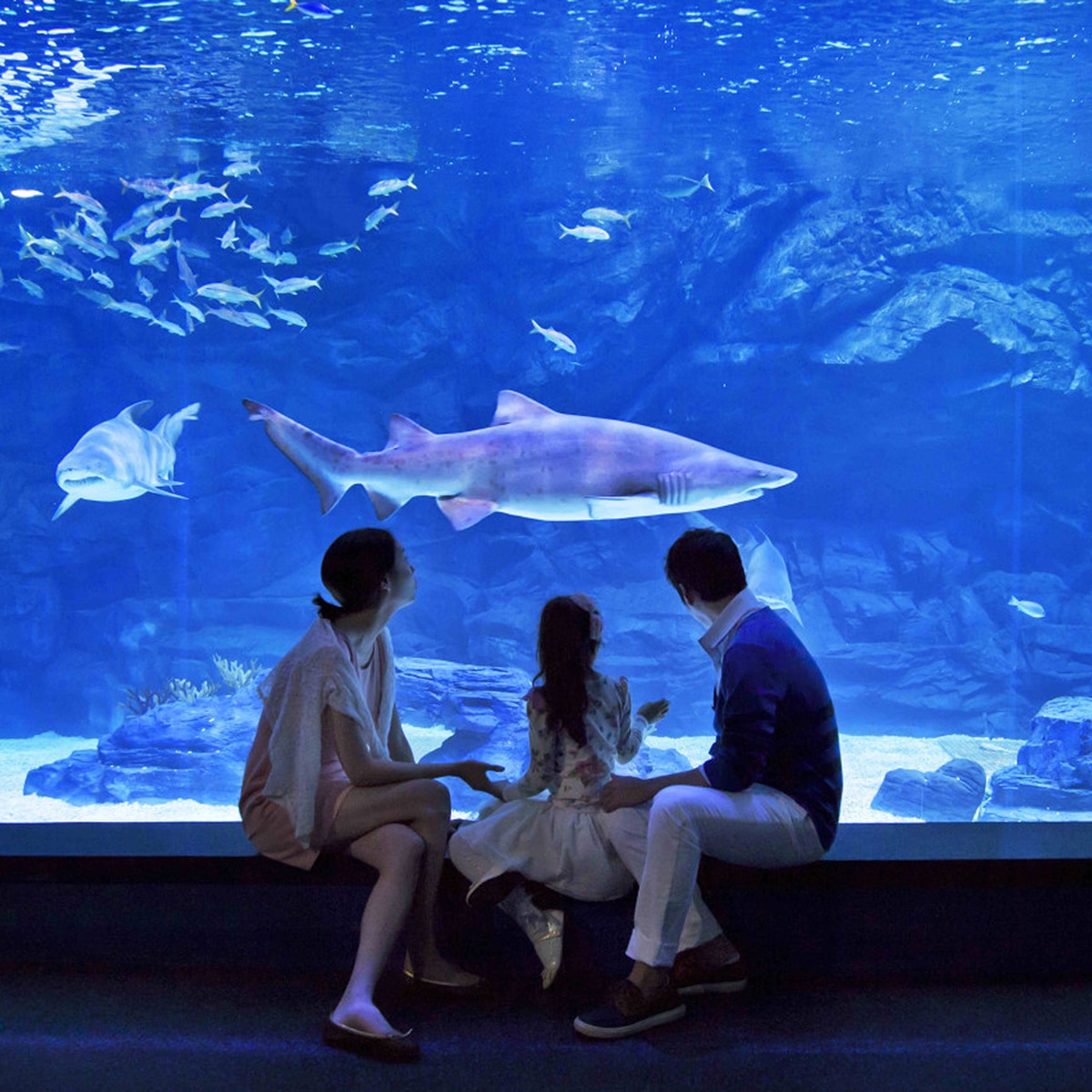 아쿠아플라넷 이용권 (일산점)