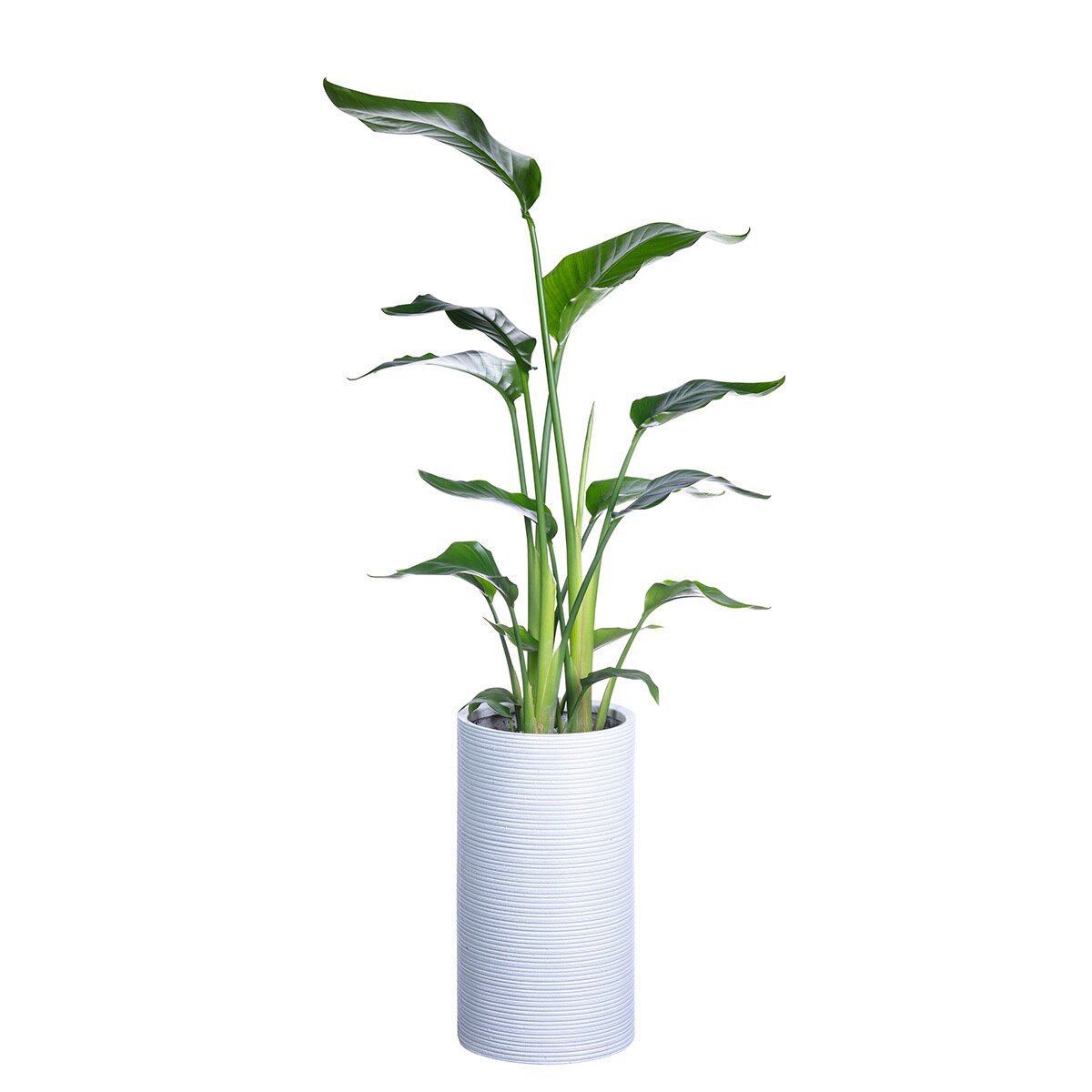[서울/경기배송] 극락조 화분 130cm
