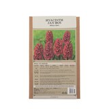 히아신스 구근 / 최소구매 2 - 잔보스 히아신스 구근 / 최소구매 2 - 잔보스