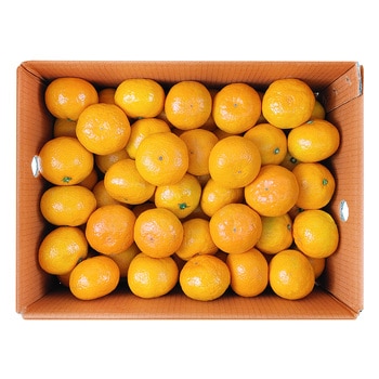 귤림원 타이벡 밀감 5kg 귤림원 타이벡 밀감 5kg