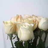 꽃다발 장미 - 아이보리