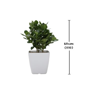 크루시아 60cm 크루시아 60cm