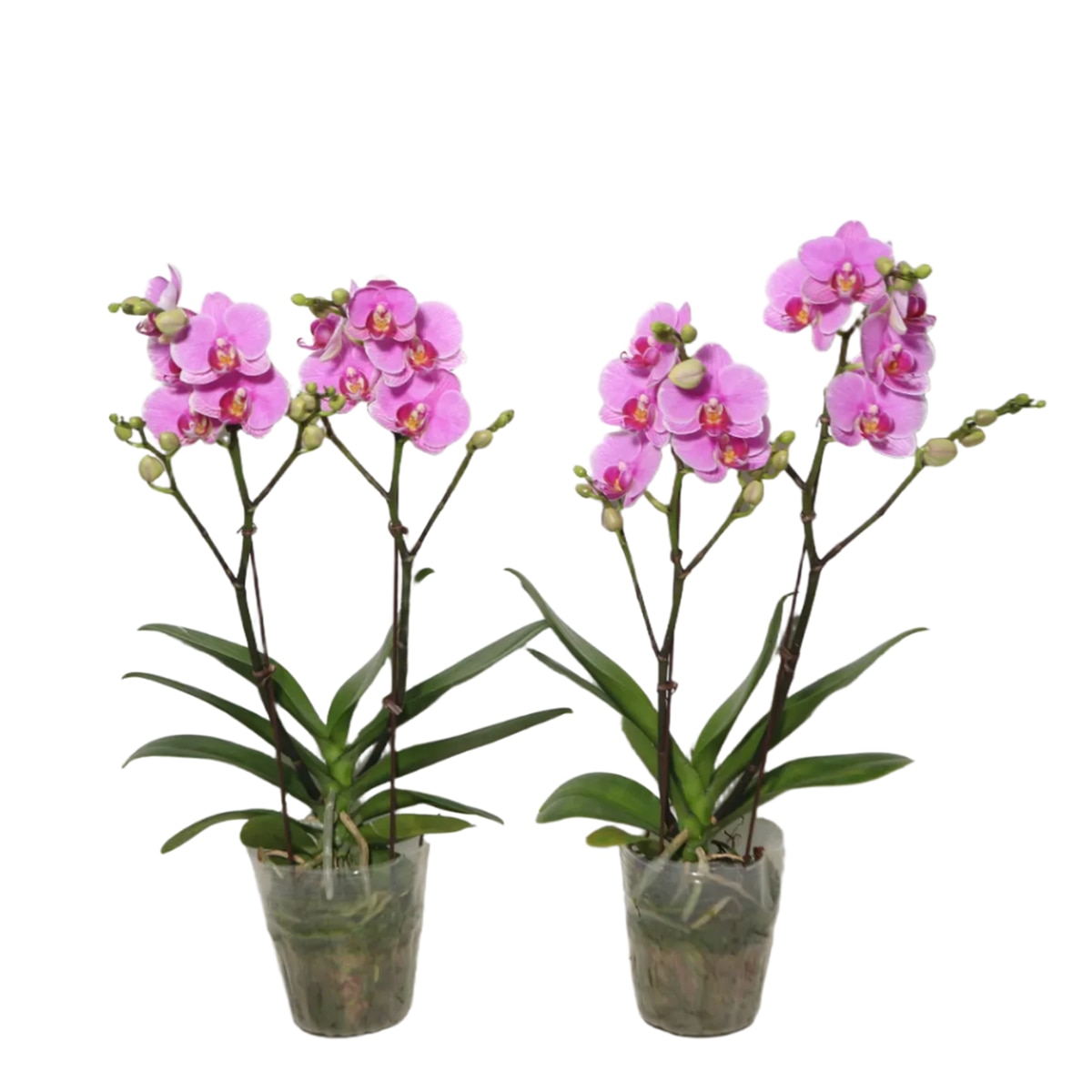 호접란 2팩 재배분 45cm - 핑크 호접란 2팩 재배분 45cm - 핑크