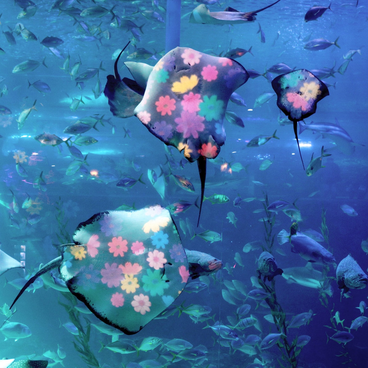 아쿠아플라넷 이용권 (제주점)