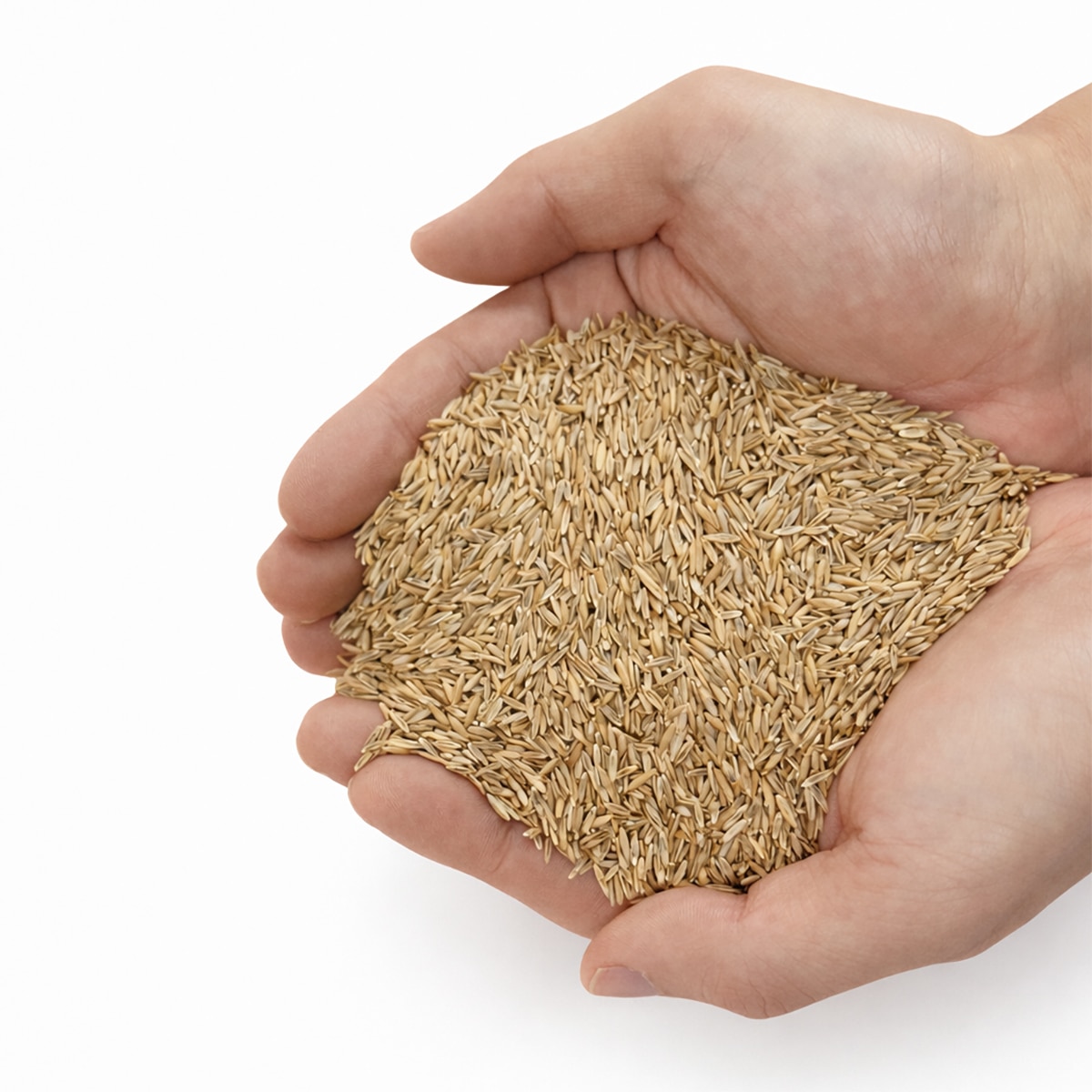 KG 톨훼스큐 잔디 씨앗 3kg