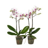 호접란 2팩 재배분 45cm - 흰색