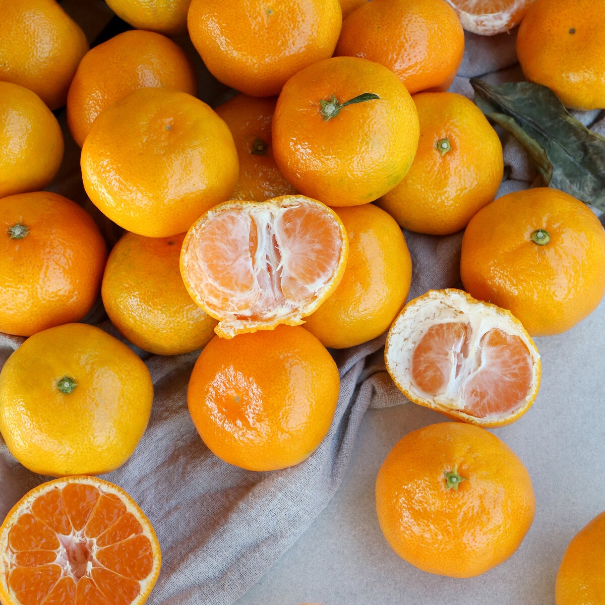 제주 불로초 감귤세트 5kg