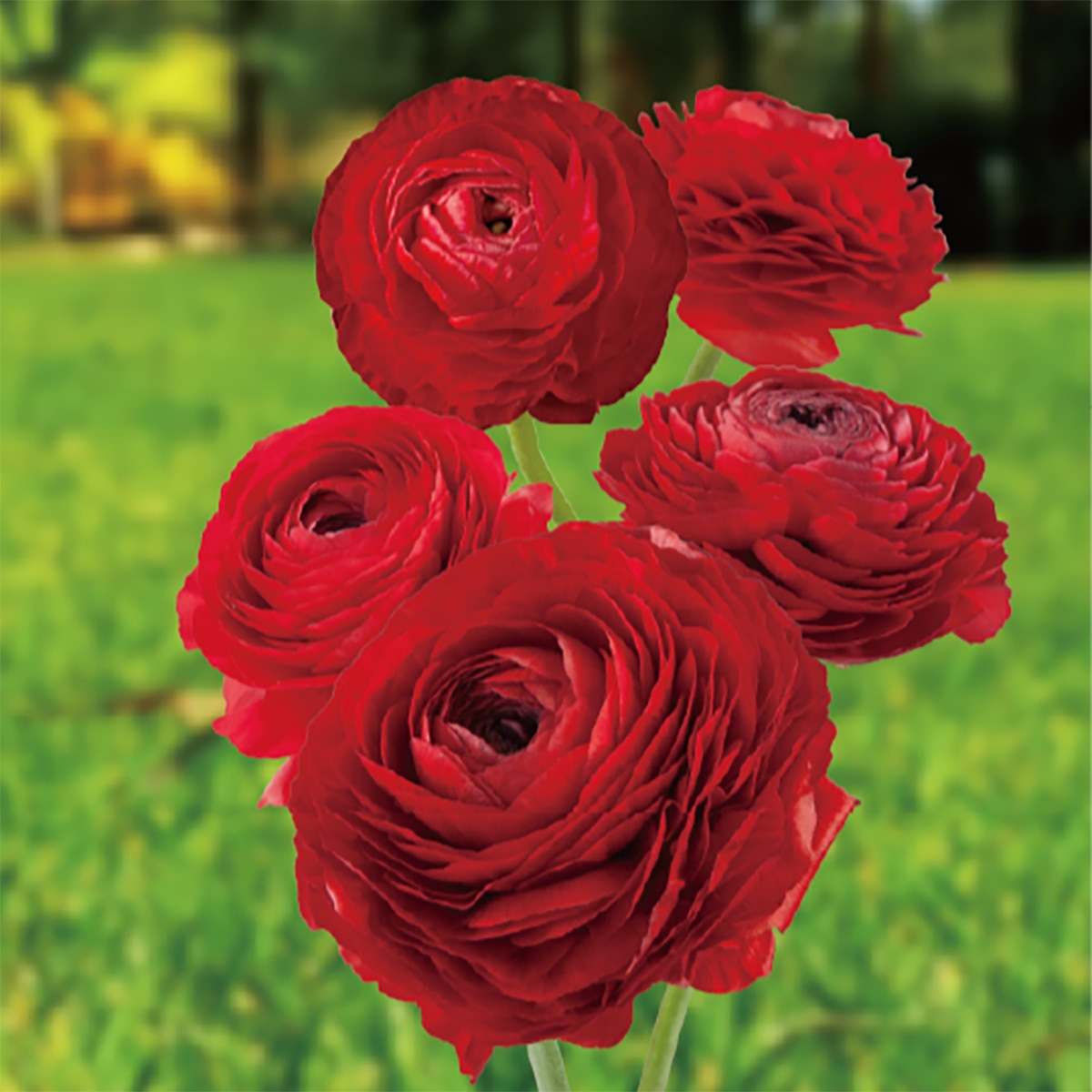 라넌큘러스 구근 / 최소구매 2 - 엘레강스 로쏘 라넌큘러스 구근 / 최소구매 2 - 엘레강스 로쏘