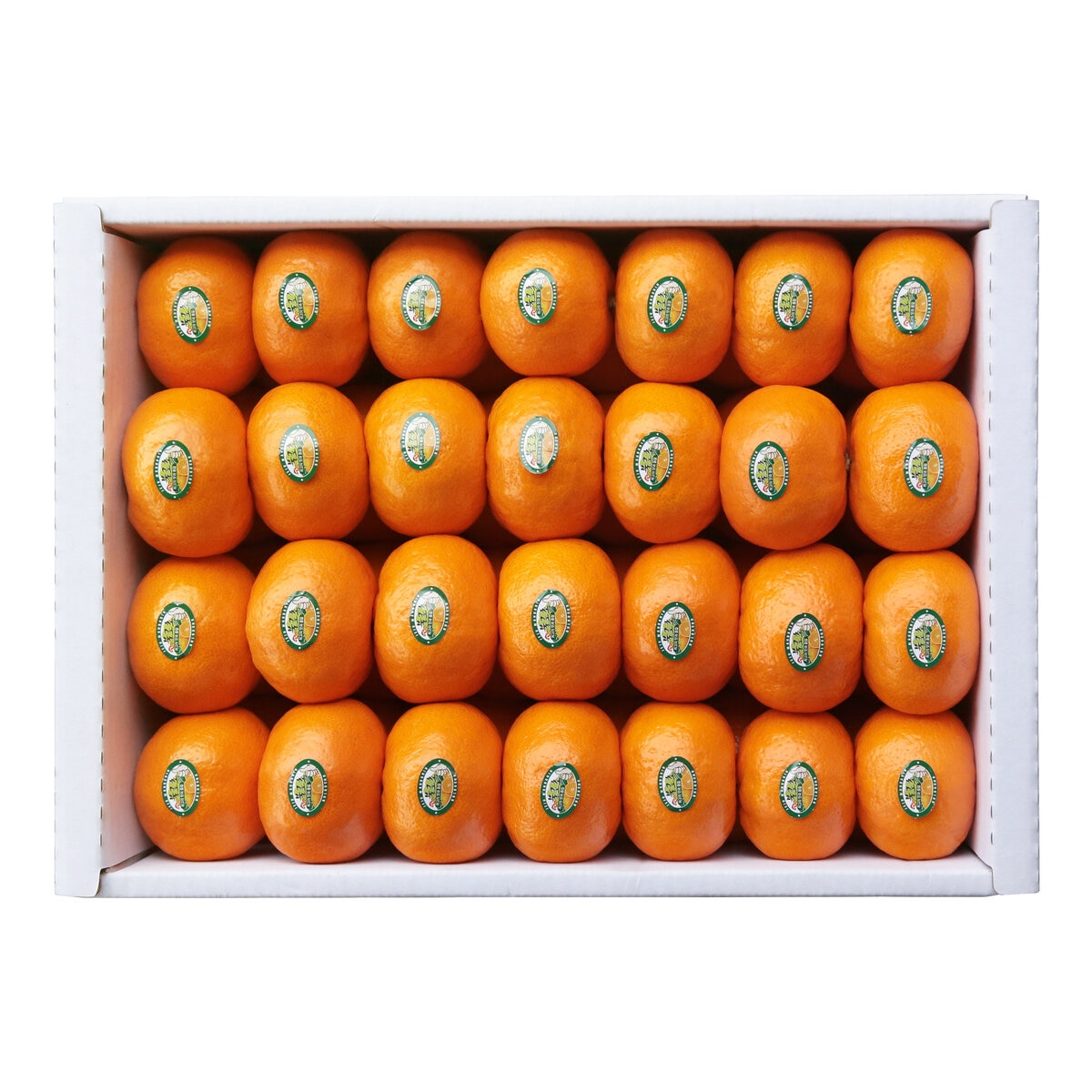 제주 불로초 감귤세트 5kg