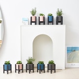 허브식물 9팩 14cm & 24cm
