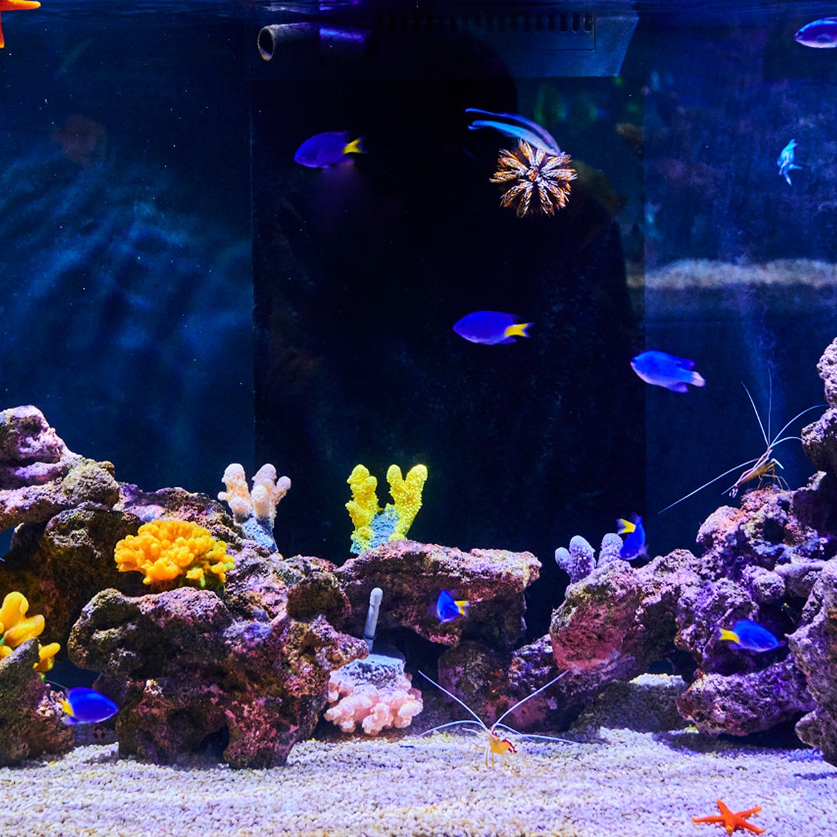 아쿠아플라넷 이용권 (광교점)