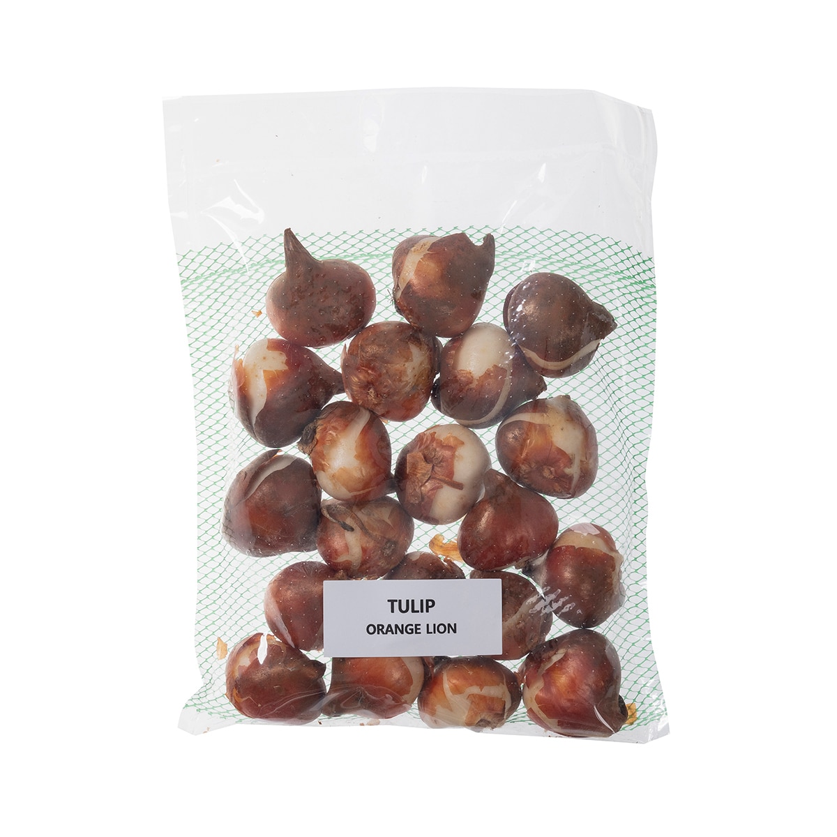 튤립 구근 / 최소구매 2 - 오렌지 라이언