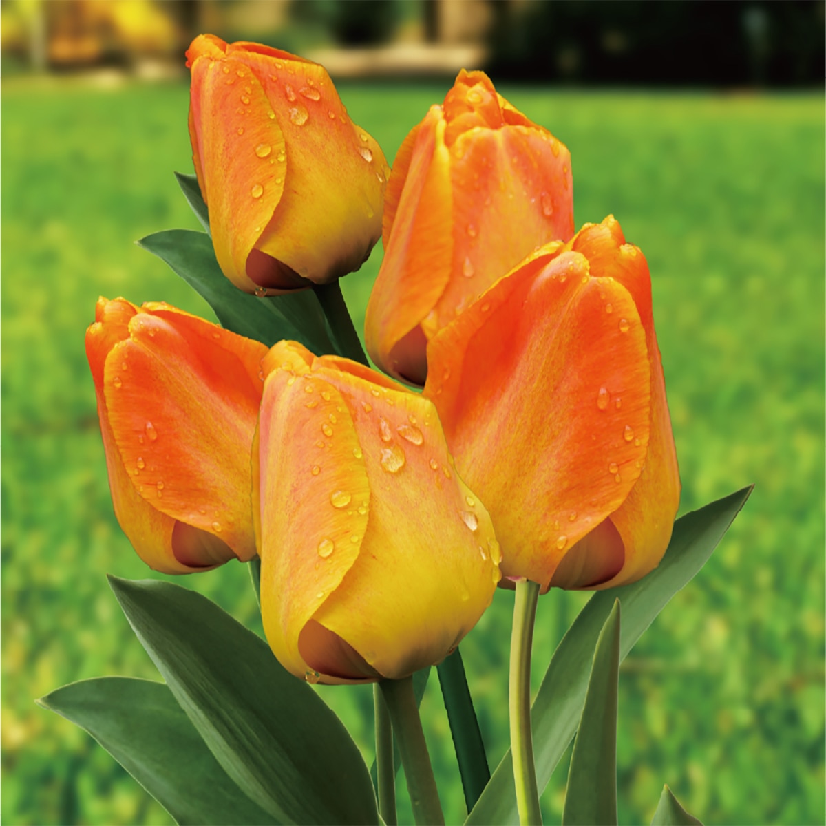 튤립 구근 / 최소구매 2 - 오렌지 라이언
