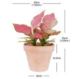 아글라오네마 토분, 25cm