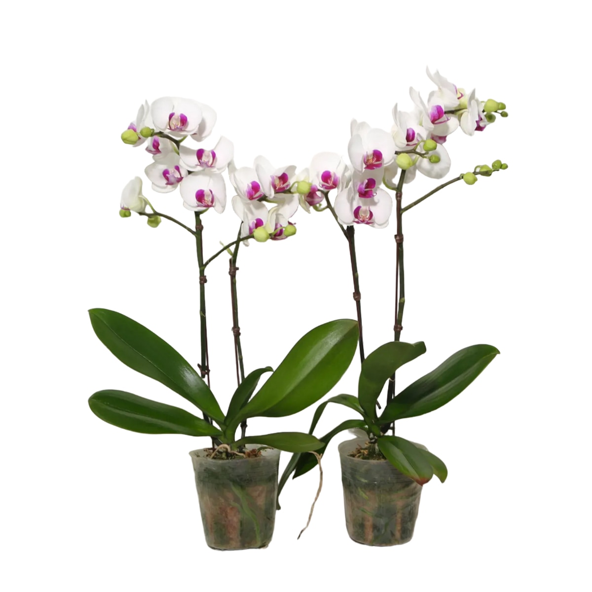 호접란 2팩 재배분 45cm - 흰색