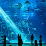 아쿠아플라넷 이용권 (제주점)