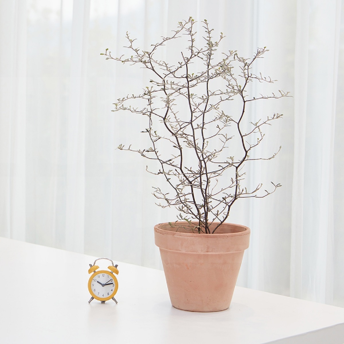 코로키아 토분 45cm