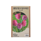 튤립 구근 / 최소구매 2