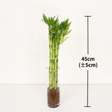 개운죽45cm