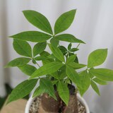 파키라 40cm