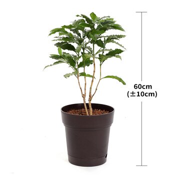 커피 나무 60cm 커피 나무 60cm
