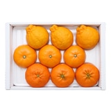 제주 3색 명품 선물세트 3kg (천혜향 3,레드향 3,한라봉 3)