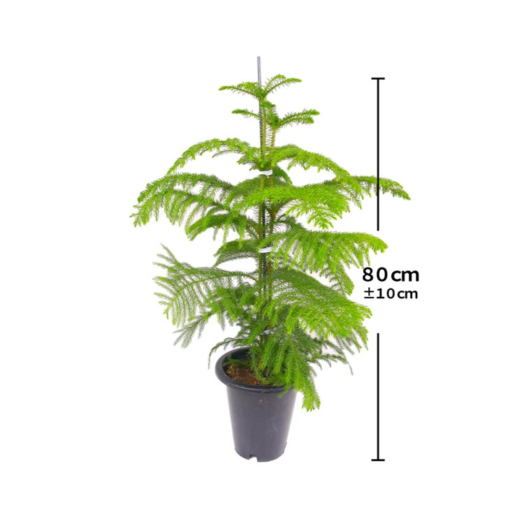 Araucaria Large 669549
