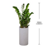 [서울/경기배송]금전수 110cm - 그레이 화분