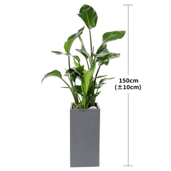 [서울/경기배송]극락조 150cm