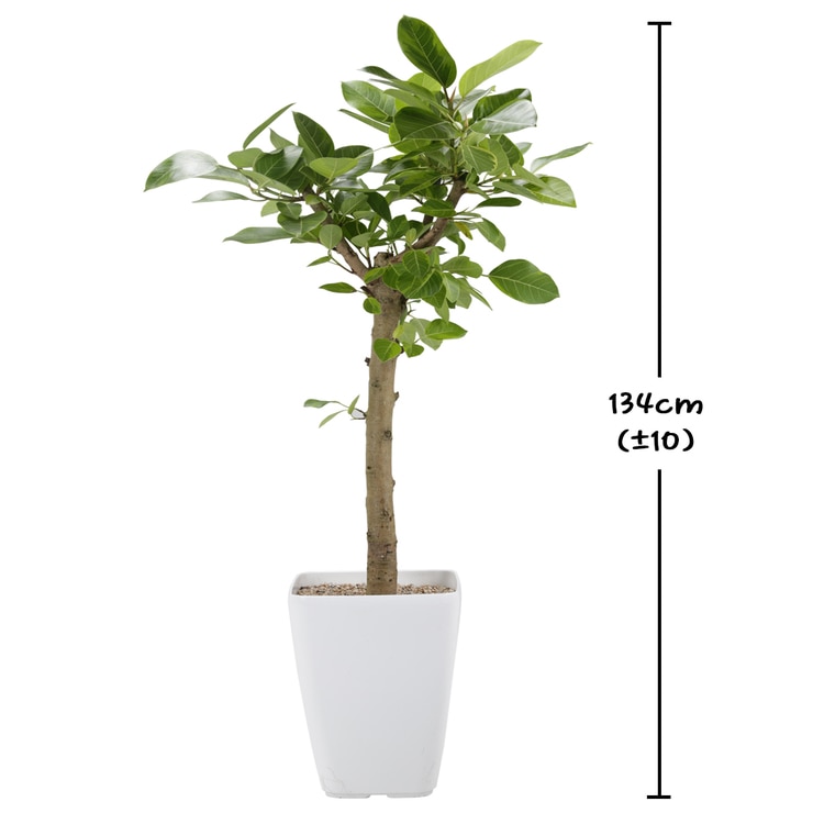 Bengal Fig 632292