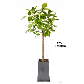 [서울/경기배송]뱅갈고무나무 170cm