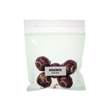 히아신스 구근 / 최소구매 2 - 블루스타 히아신스 구근 / 최소구매 2 - 블루스타