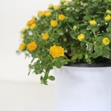 국화 3팩 25cm