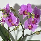 호접란 2팩 재배분 45cm - 핑크 호접란 2팩 재배분 45cm - 핑크