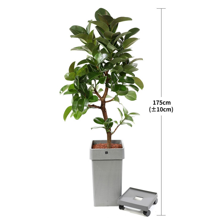 [Seoul/Gyeonggi-do]India Rubber Tree,175cm, Caddy 633717