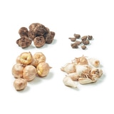 봄믹스 구근 / 최소구매 2