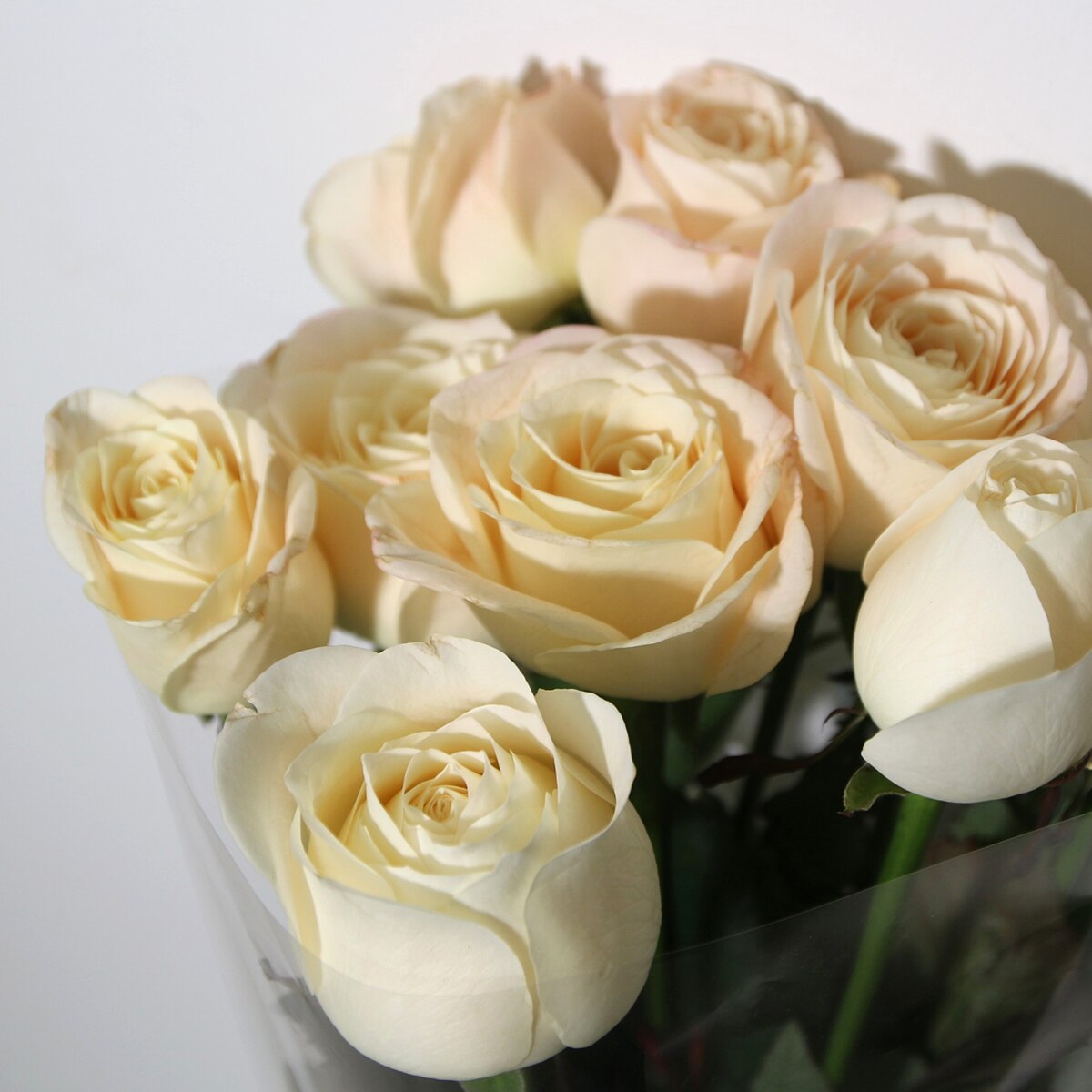 꽃다발 장미 - 아이보리