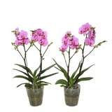 호접란 2팩 재배분 45cm - 핑크 호접란 2팩 재배분 45cm - 핑크
