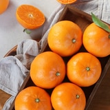 제주 천혜향 선물세트 3kg 9~12입