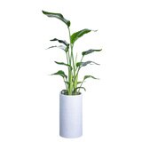 [서울/경기배송] 극락조 화분 130cm